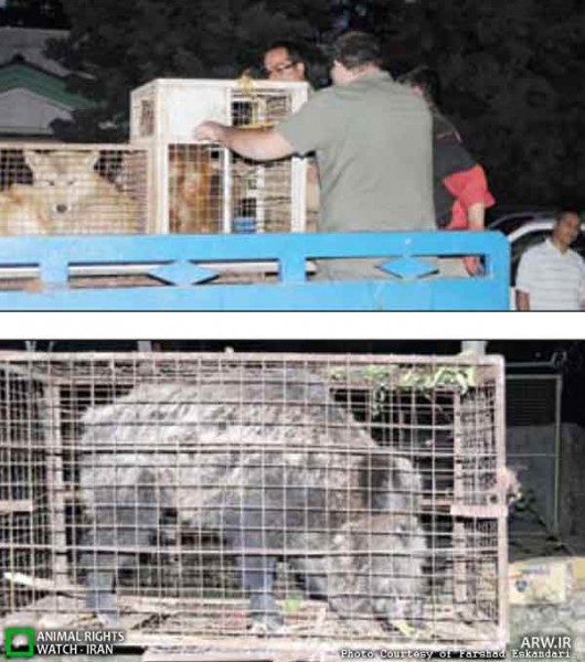 https://arw.ir/wp-content/uploads/2012/05/Animal-Rights-Watch-ARW-3656-530x600.jpg