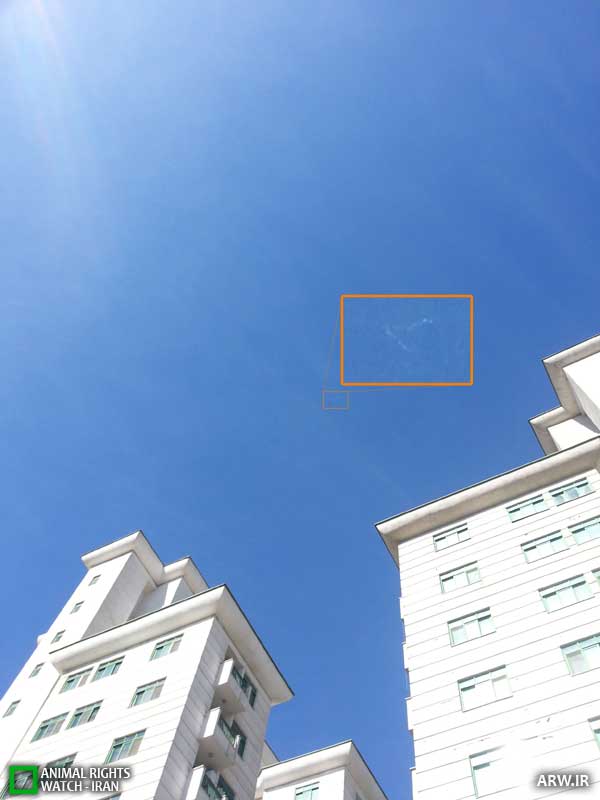 در هوای پاکیزه گاهی باید سر به هوا بود/ تصویر