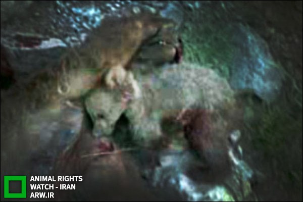Animal-Rights-Watch-ARW-5643
