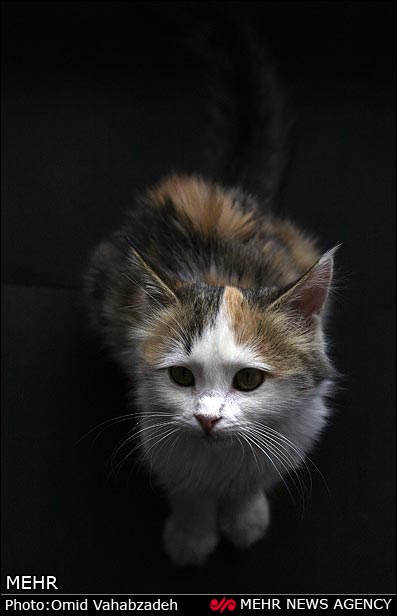 https://arw.ir/wp-content/uploads/2013/04/mehr-IMG09444302.jpg