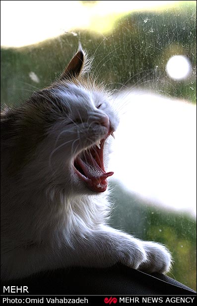 https://arw.ir/wp-content/uploads/2013/04/mehr-IMG09444329.jpg