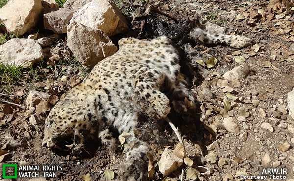 Animal-Rights-Watch-ARW-7115
