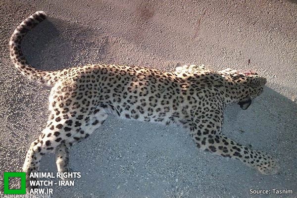 Animal-Rights-Watch-ARW-7357