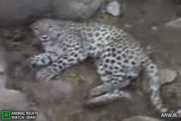 Animal-Rights-Watch-ARW-7709