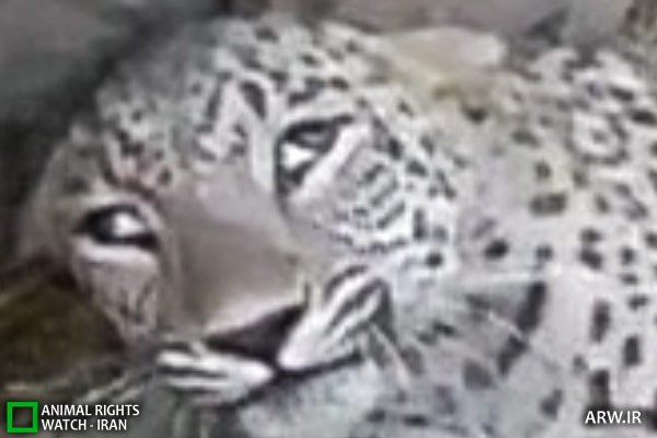 Animal-Rights-Watch-ARW-7710