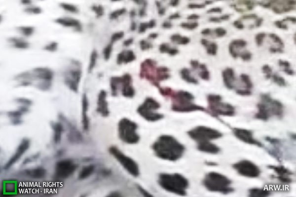 Animal-Rights-Watch-ARW-7711