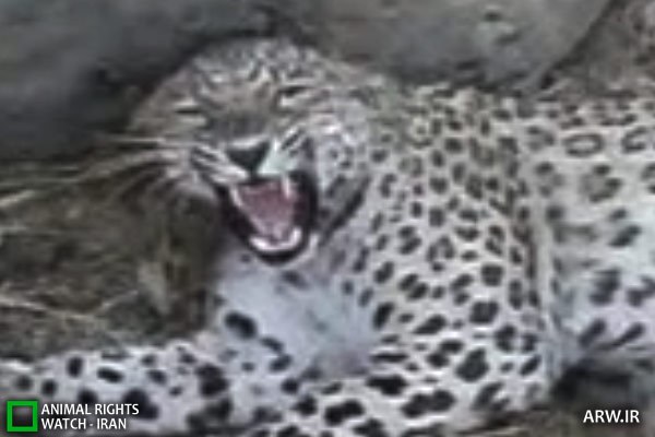 Animal-Rights-Watch-ARW-7712