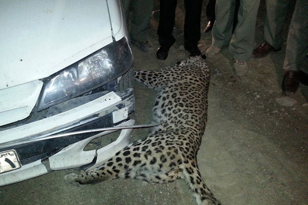پرونده حوادث جاده ای حیات وحش هر روز قطورتر می شود؛ تصادف 3 راس گراز با کامیون/ تصویری