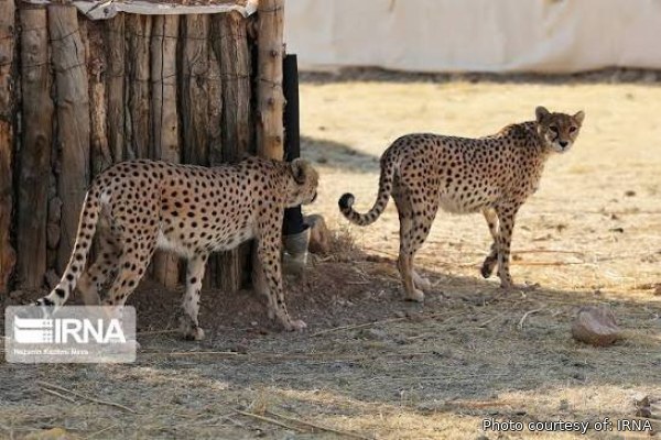 سه یوز ماده جوان توران آماده زادآوری؛ امید تازه برای نجات یوز آسیایی